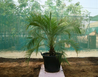 Pygmy date palm 'Phoenix roebelenii' fresh seeds 20pc