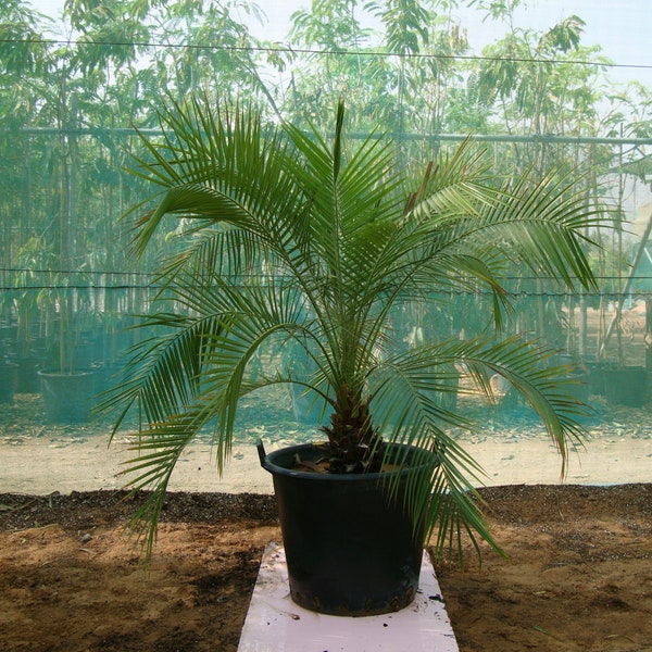 Palm Tree Seeds Etsy