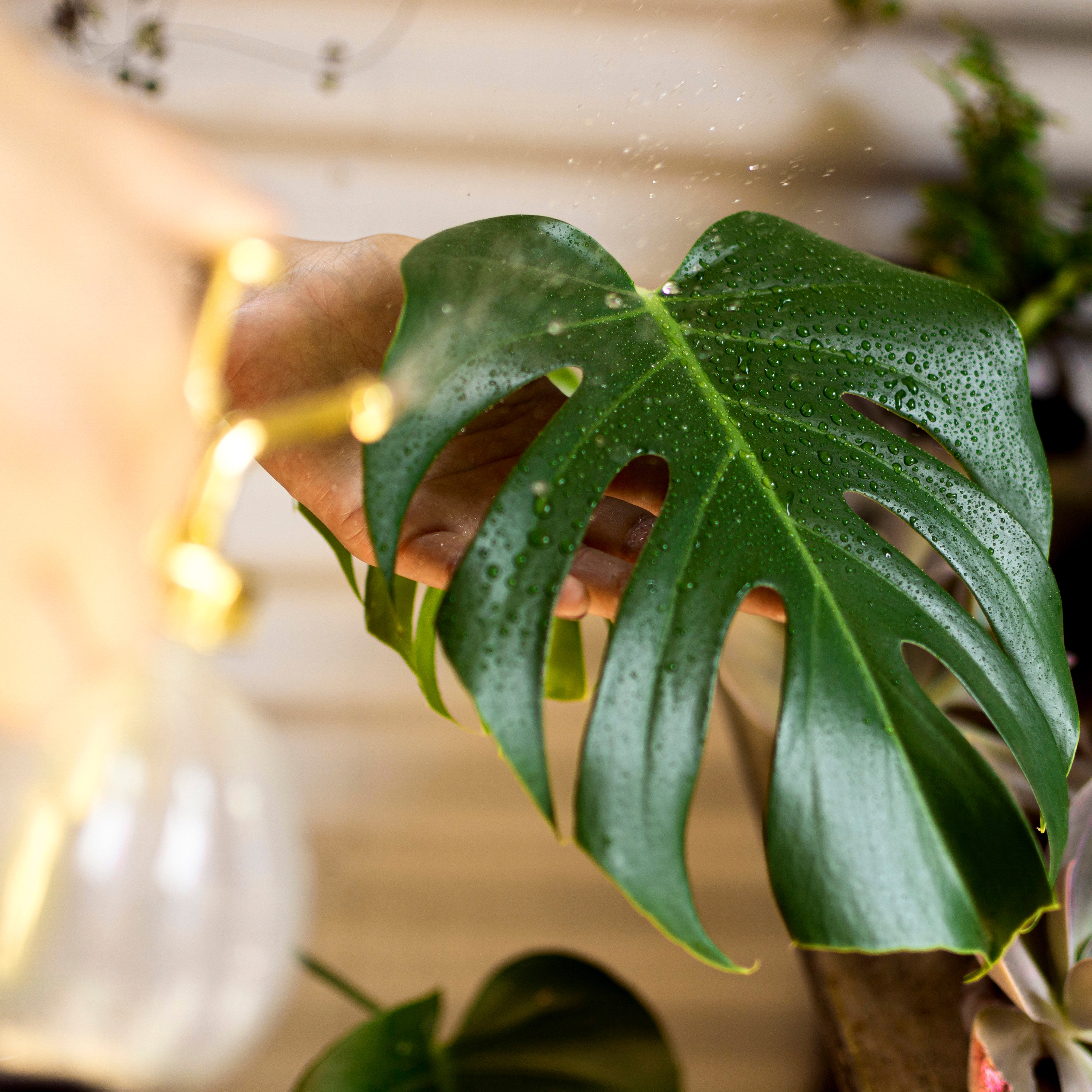 25 nasion Monstera Deliciosa/Swiss Cheese Plant Monstera Seeds Small US  Seller Rolina doniczkowa atwa w uprawie - Etsy Polska