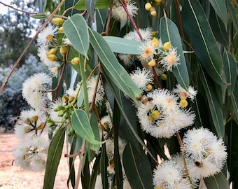 Eucalyptus punctata seeds 'grey gum' 10-100pc Organic