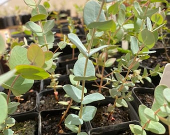 Eucalyptus Gunnii - Cider Gum - Fresh seeds - Wedding foliage - Organic - Fresh decor - Garden and Grow - Indoor decor