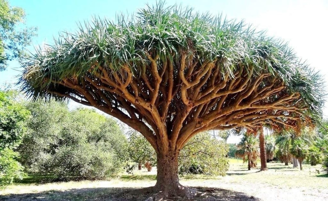 最終値下げ ① 【希少】ドラセナ ドラコ/Dracaena draco※本物 Dracaena draco, Dragon Blood Tree, Rare - 10 Se eds | eBay