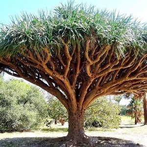 Dragon tree &#39;Dracena draco&#39; fresh seeds 10pc
