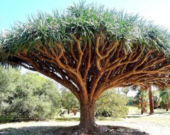 Madagascar Dragon Tree - Dracaena Marginata - Colorama - Etsy sterreich