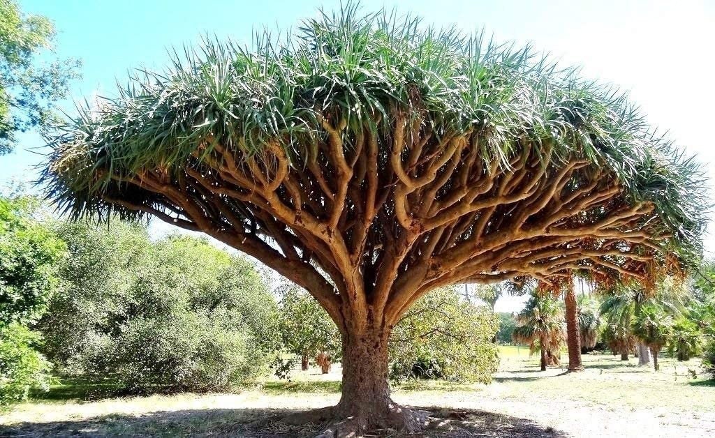 最終値下げ ① 【希少】ドラセナ ドラコ/Dracaena draco※本物 Dracaena draco, Dragon Blood Tree, Rare - 10 Se eds | eBay