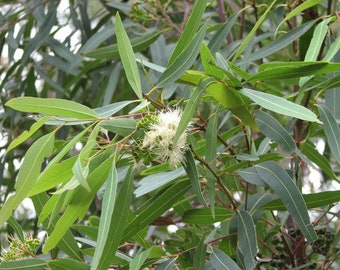 Eucalyptus curtisii seeds 'plunkett mallee' 10-100pc Organic