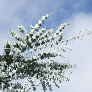 Eucalyptus Pulverlenta - Silver-leaved mountain gum -  Seeds -  Wedding foliage - Organic - Fresh decor - Garden and Grow - Indoor decor