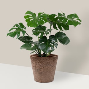 May include: A large green Monstera plant in a brown textured pot. The plant has large, deeply lobed leaves.