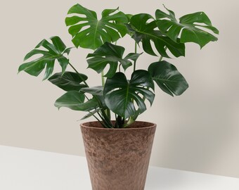 25 nasion Monstera Deliciosa/Swiss Cheese Plant Monstera Seeds Small US  Seller Rolina doniczkowa atwa w uprawie - Etsy Polska
