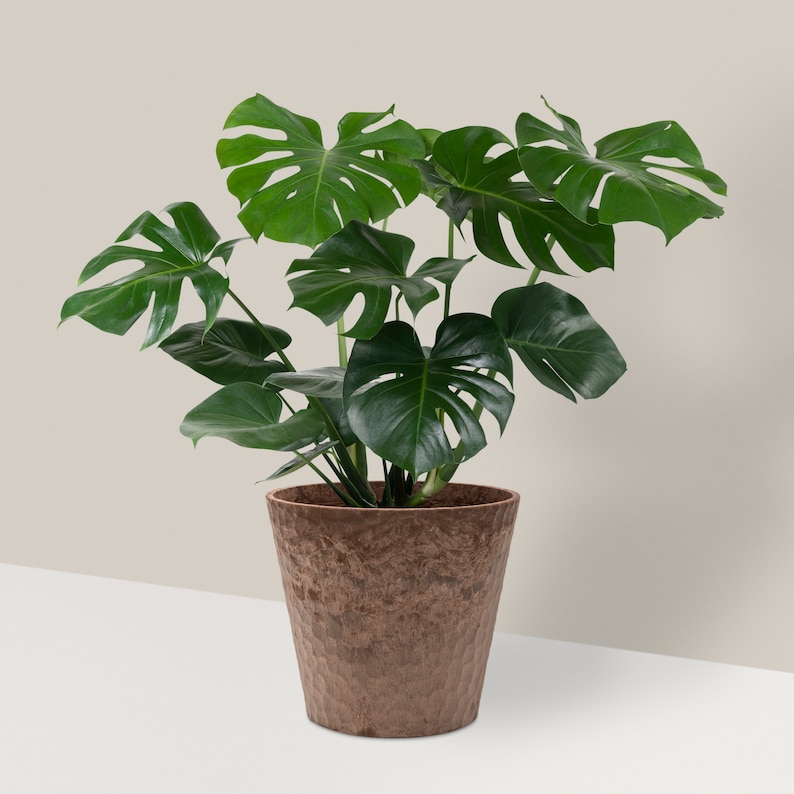 May include: A large green Monstera plant in a brown textured pot. The plant has large, deeply lobed leaves.