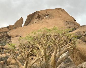 Cyphostemma currorii Seeds – Rare Caudex Succulent – Desert Bonsai Plant – Exotic Drought Tolerant Vine