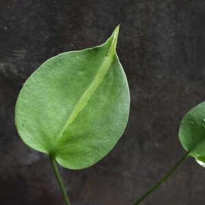 May include: A close-up of a green plant with a single white stripe down the center of the leaf. The plant is in a black pot.