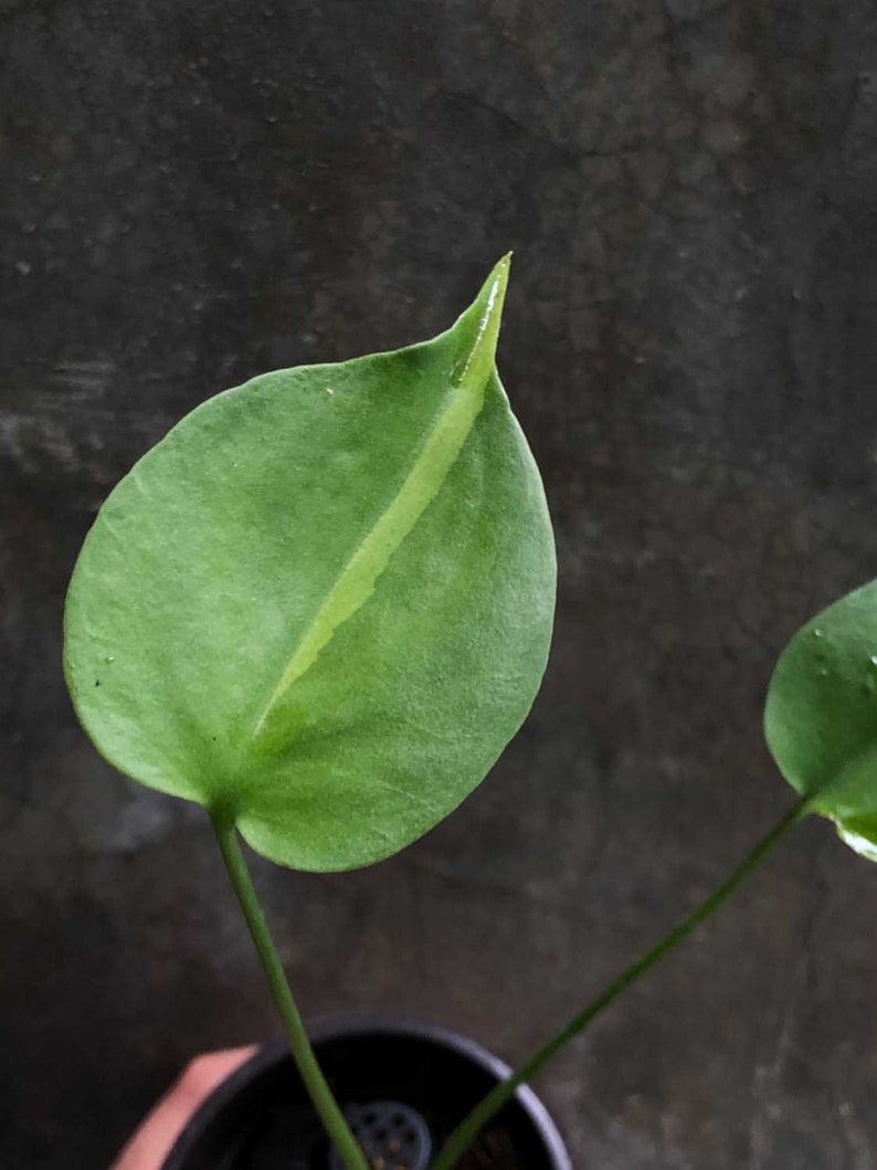 May include: A close-up of a green plant with a single white stripe down the center of the leaf. The plant is in a black pot.