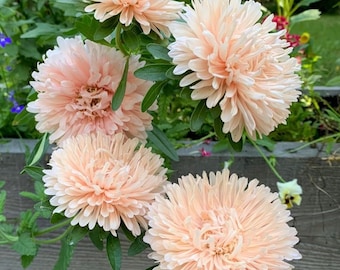 Heirloom Apricot China Aster Seeds - Callistephus chinensis - Stunning Summer Blooms - Organic - Floral decor - Peach color - Floral design