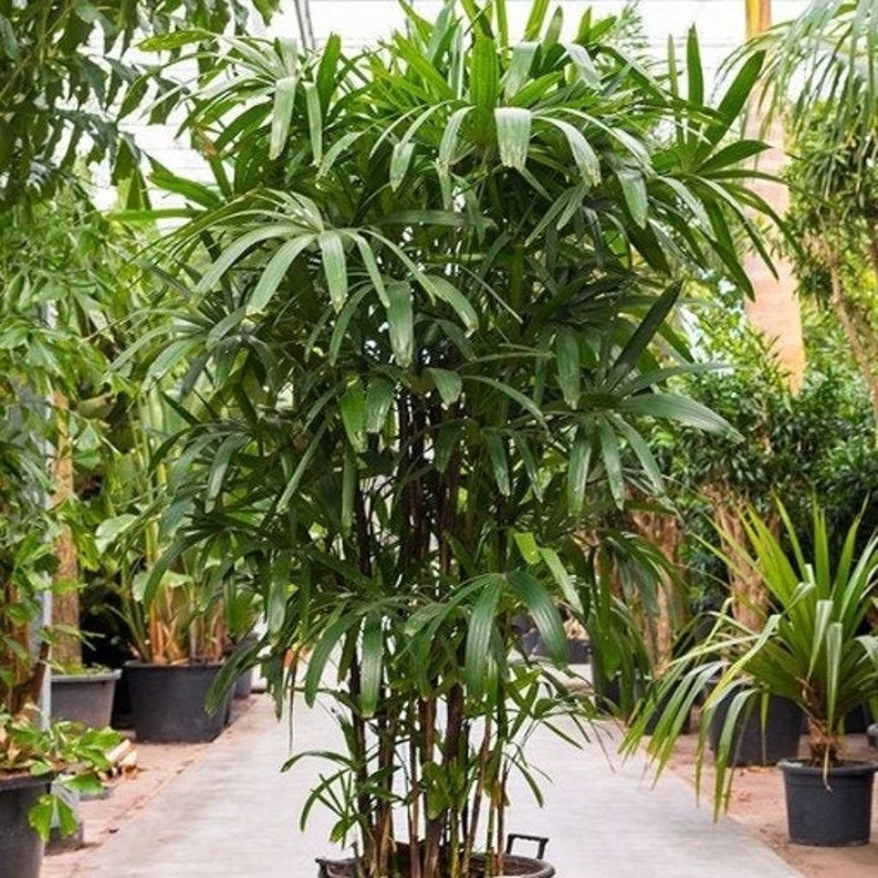 Lady palm 'Rhapis Excelsa' tree seeds Organic Fresh decor Garden and Grow Indoor decor image 2