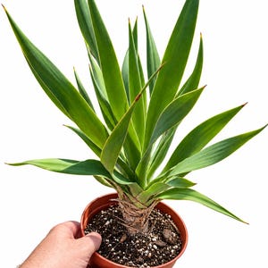 Puede incluir: Una planta de yuca con hojas largas, puntiagudas y de un verde vibrante que presentan puntas afiladas de color marrón rojizo. La planta está enraizada en tierra oscura y texturizada dentro de una maceta de plástico redonda de color terracota.