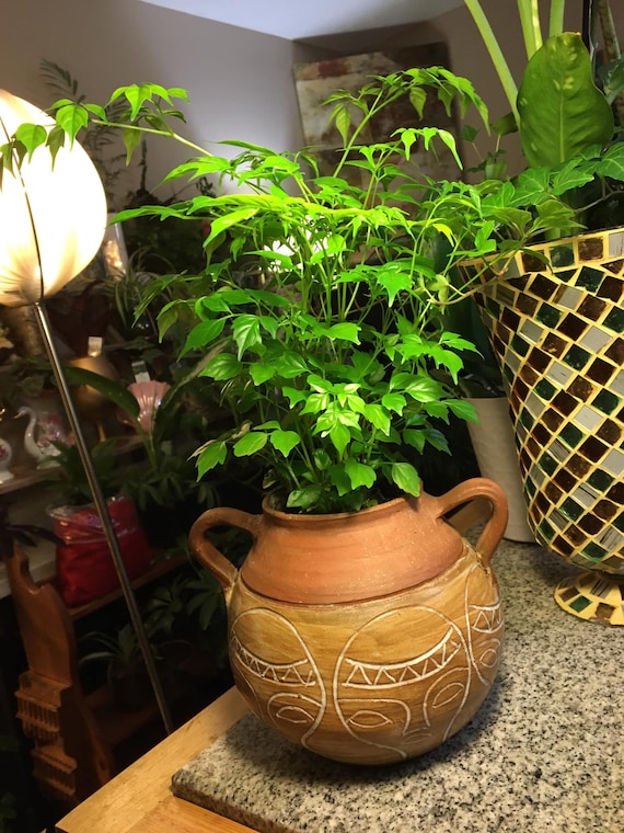 Is china doll plant poisonous to dogs 2025