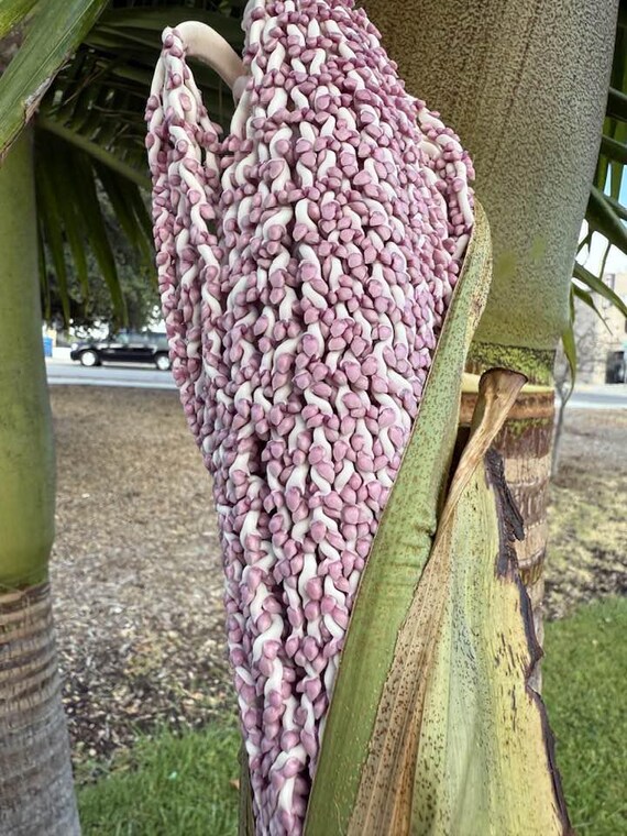 King Palm Seeds , Archontophoenix Cunninghamiana - California King Palm  Seeds - Easy to Grow Palm Plant - Etsy Singapore