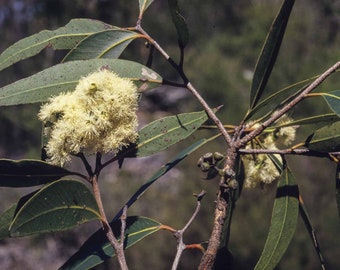 Eucalyptus Umbra seeds 'broad leaf white mahogany' 10-100pc Organic