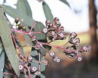 Eucalyptus crebra seeds 'narrow-leaved ironbark' 10-100pc Organic