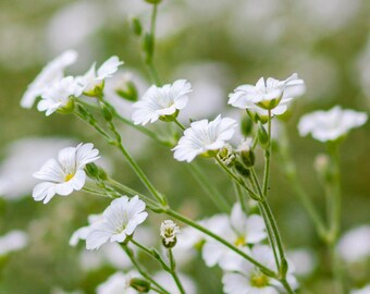 ジプソフィア gypsophila ホワイトヘムパンチ Gypsohila