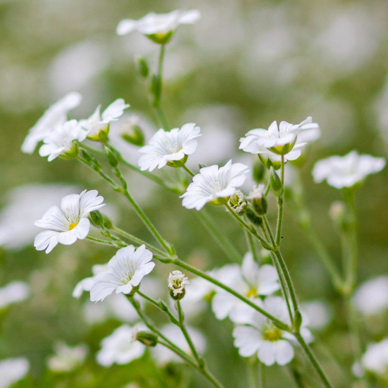 Gypsophila Elegans White Flower Seeds - Baby's Breath - Perfect