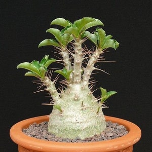 Kudu Lilly Seeds - 10 Pack - Pachypodium saundersii - Collector Pachypodium - Hybrid - Rare unique specimen