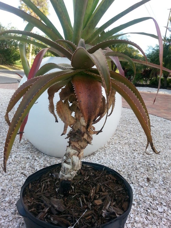 aloe vera with vitamin c Aloe C main image 1
