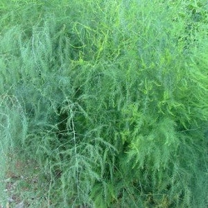 Tiki Fern Asparagus 'virgatus' Seeds Wedding foliage Organic Fresh decor Garden and Grow Indoor decor image 2