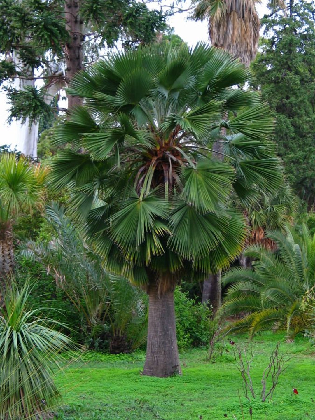 Guadalupe Palm Tree Fresh Seeds 5pc Etsy
