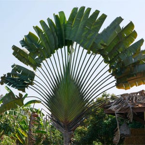 Palme des Reisenden | Ravenala madagascariensis | 10 Samen