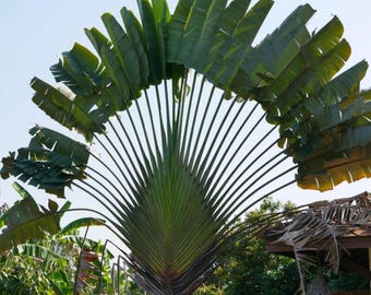 Palmier du voyageur | Ravenala madagascariensis | 10 graines