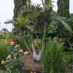 キングパームの種子、Archontophoenix cunninghamiana - カリフォルニアキングパームの種子 - 育てやすいヤシの植物