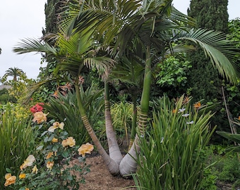 King Palm seeds , Archontophoenix cunninghamiana - California king palm seeds - Easy to grow palm plant