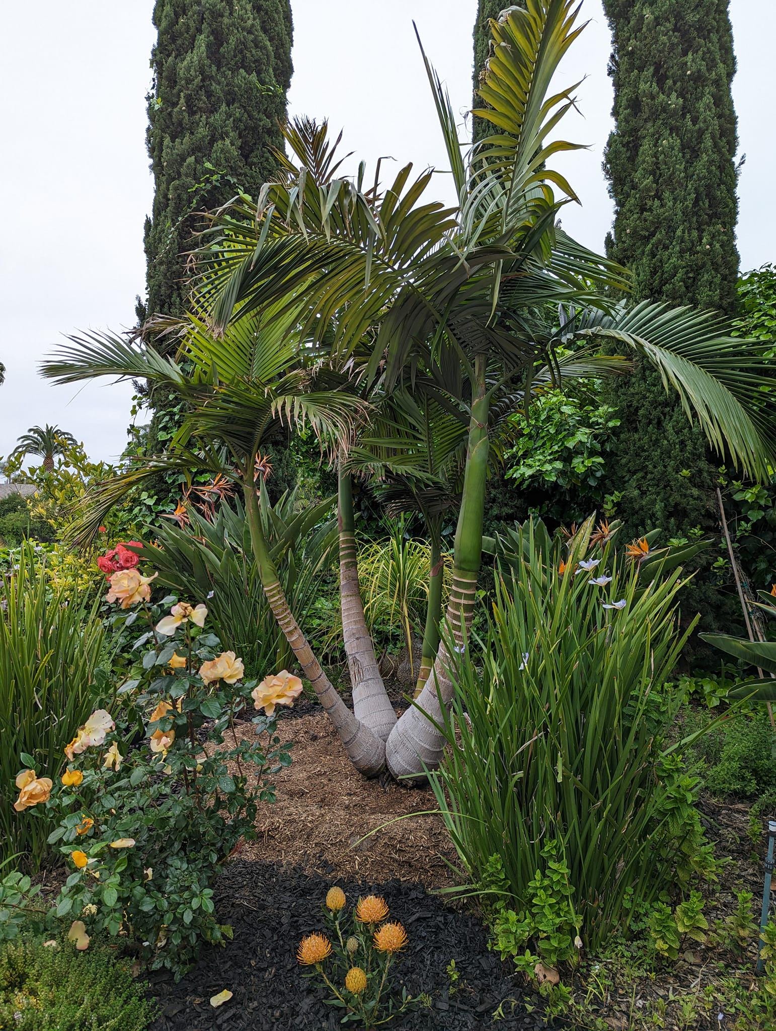 King Palm Seeds , Archontophoenix Cunninghamiana - California King