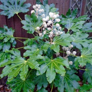 May include: A large green plant with large, deeply lobed leaves and clusters of small white flowers.