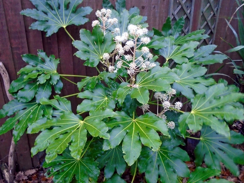 May include: A large green plant with large, deeply lobed leaves and clusters of small white flowers.