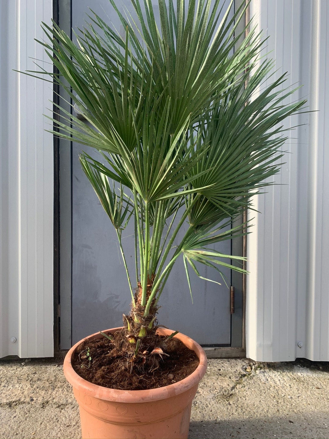 【希少・耐寒性】ウチワヤシ（Chamaerops humilis） 希少・耐寒性】ウチワヤシ（Chamaerops humilis）
