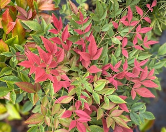 Sacred Bamboo 'Nandina domestica' seeds FRESH