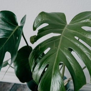 May include: A close-up of a large, green Monstera plant with large, deeply lobed leaves. The leaves have a glossy, textured surface and are arranged in a cascading pattern.