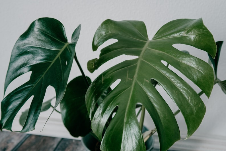 May include: A close-up of a large, green Monstera plant with large, deeply lobed leaves. The leaves have a glossy, textured surface and are arranged in a cascading pattern.
