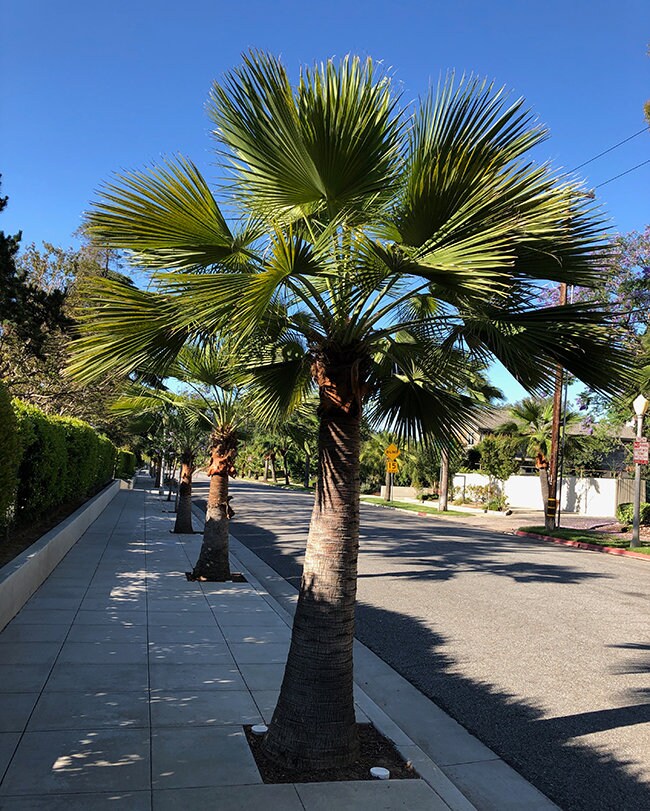 Guadalupe palm tree fresh seeds 5pc — Growing hope