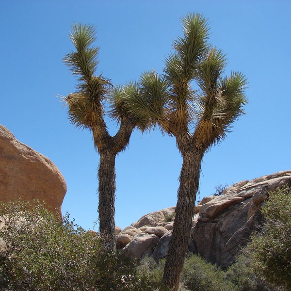 Joshua Tree - Yucca brevifolia - Organic seeds - Easy to grow - Home gardening