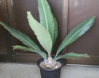 Dioon Merolae "Mexican Sago Palm" 3 seeds per order USA ONLY - Rare Cycad - Dioon family