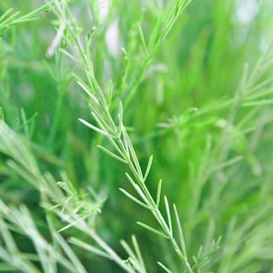 Tiki Fern Asparagus &#39;virgatus&#39; Seeds - Wedding foliage - Organic - Fresh decor - Garden and Grow - Indoor decor