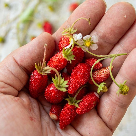 Strawberry Seeds - Petite Sweet - Easy Grower - Free Shipping - Organic -  25 Seed Minimum - Heirloom Seeds, Home Gardening - Medicinal Plant - Etsy