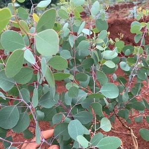Eucalyptus Polyanthemos seeds - Silver Dollar seeds - Red box - Wedding foliage - Organic - Fresh decor - Garden and Grow - Indoor decor