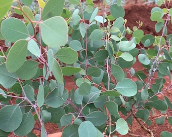 Eucalyptus Polyanthemos seeds - Silver Dollar seeds - Red box - Wedding foliage - Organic - Fresh decor - Garden and Grow - Indoor decor