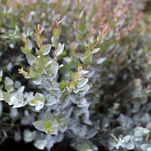 Eucalyptus &#39;Moon Lagoon&#39;  Fresh Seeds, 10-100 pcs - Indoor Decor - Wedding foliage - Organic - Fresh decor - Garden and Grow