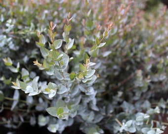 Eucalyptus 'Moon Lagoon'  Fresh Seeds, 10-100 pcs - Indoor Decor - Wedding foliage - Organic - Fresh decor - Garden and Grow